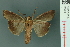  ( - RMNH.INS.19093)  @13 [ ] Unspecified (default): All Rights Reserved  Unspecified Unspecified