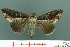  (Odontodes seranensis - RMNH.INS.19125)  @14 [ ] Unspecified (default): All Rights Reserved  Unspecified Unspecified
