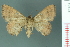  ( - RMNH.INS.19128)  @13 [ ] Unspecified (default): All Rights Reserved  Unspecified Unspecified