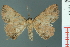  ( - RMNH.INS.19129)  @11 [ ] Unspecified (default): All Rights Reserved  Unspecified Unspecified