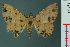  ( - RMNH.INS.19130)  @14 [ ] Unspecified (default): All Rights Reserved  Unspecified Unspecified