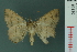  ( - RMNH.INS.19130)  @13 [ ] Unspecified (default): All Rights Reserved  Unspecified Unspecified