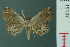 (Zurobata intractata - RMNH.INS.19137)  @14 [ ] Unspecified (default): All Rights Reserved  Unspecified Unspecified