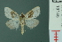  ( - RMNH.INS.19145)  @13 [ ] Unspecified (default): All Rights Reserved  Unspecified Unspecified