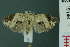 (Giaura niveidisca - RMNH.INS.19146)  @14 [ ] Unspecified (default): All Rights Reserved  Unspecified Unspecified