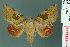  ( - RMNH.INS.19152)  @14 [ ] Unspecified (default): All Rights Reserved  Unspecified Unspecified