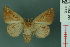  ( - RMNH.INS.19152)  @13 [ ] Unspecified (default): All Rights Reserved  Unspecified Unspecified