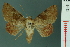  ( - RMNH.INS.19153)  @14 [ ] Unspecified (default): All Rights Reserved  Unspecified Unspecified