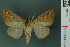  ( - RMNH.INS.19154)  @13 [ ] Unspecified (default): All Rights Reserved  Unspecified Unspecified