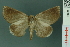  (Pterogonia nubes - RMNH.INS.19166)  @14 [ ] Unspecified (default): All Rights Reserved  Unspecified Unspecified