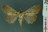  ( - RMNH.INS.19170)  @12 [ ] Unspecified (default): All Rights Reserved  Unspecified Unspecified