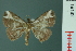 (Zurobata - RMNH.INS.19182)  @14 [ ] Unspecified (default): All Rights Reserved  Unspecified Unspecified