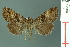  ( - RMNH.INS.19200)  @14 [ ] Unspecified (default): All Rights Reserved  Unspecified Unspecified