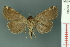 ( - RMNH.INS.19200)  @13 [ ] Unspecified (default): All Rights Reserved  Unspecified Unspecified