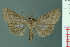  (Savoca xista - RMNH.INS.19219)  @14 [ ] Unspecified (default): All Rights Reserved  Unspecified Unspecified