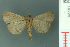  ( - RMNH.INS.19225)  @13 [ ] Unspecified (default): All Rights Reserved  Unspecified Unspecified