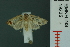  (Terthreutis sp - RMNH.INS.19235)  @13 [ ] Unspecified (default): All Rights Reserved  Unspecified Unspecified