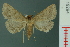  ( - RMNH.INS.19294)  @13 [ ] Unspecified (default): All Rights Reserved  Unspecified Unspecified