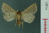  ( - RMNH.INS.19294)  @13 [ ] Unspecified (default): All Rights Reserved  Unspecified Unspecified