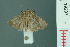  (Elusa ustula - RMNH.INS.19297)  @13 [ ] Unspecified (default): All Rights Reserved  Unspecified Unspecified