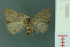  ( - RMNH.INS.19299)  @13 [ ] Unspecified (default): All Rights Reserved  Unspecified Unspecified