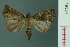  (Hipoepa biasalis - RMNH.INS.19304)  @14 [ ] Unspecified (default): All Rights Reserved  Unspecified Unspecified