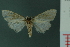  ( - RMNH.INS.19339)  @13 [ ] Unspecified (default): All Rights Reserved  Unspecified Unspecified