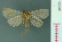  ( - RMNH.INS.19346)  @13 [ ] Unspecified (default): All Rights Reserved  Unspecified Unspecified