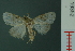  ( - RMNH.INS.19352)  @13 [ ] Unspecified (default): All Rights Reserved  Unspecified Unspecified