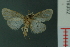  ( - RMNH.INS.19352)  @13 [ ] Unspecified (default): All Rights Reserved  Unspecified Unspecified