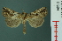  (Chorsia perversa - RMNH.INS.19364)  @14 [ ] Unspecified (default): All Rights Reserved  Unspecified Unspecified