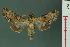  (Aegilia sundascribens - RMNH.INS.19368)  @14 [ ] Unspecified (default): All Rights Reserved  Unspecified Unspecified