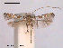 (Acrocercops diatonica - RMNH.INS.19888)  @13 [ ] Unspecified (default): All Rights Reserved  Unspecified Unspecified
