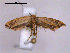  (Coproptilia - RMNH.INS.19933)  @12 [ ] Unspecified (default): All Rights Reserved  Unspecified Unspecified