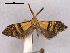  (Nemophora decisella - RMNH.INS.27462)  @12 [ ] Unspecified (default): All Rights Reserved  Unspecified Unspecified