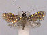  (Nemophora micrometalla - RMNH.INS.27465)  @14 [ ] Unspecified (default): All Rights Reserved  Unspecified Unspecified