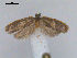  (Cnesteboda - RMNH.INS.27554)  @13 [ ] Unspecified (default): All Rights Reserved  Unspecified Unspecified