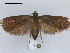  (Cryptaspasma sordida - RMNH.INS.27559)  @13 [ ] Unspecified (default): All Rights Reserved  Unspecified Unspecified