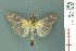  ( - RMNH.INS.19401)  @13 [ ] Unspecified (default): All Rights Reserved  Unspecified Unspecified