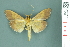  ( - RMNH.INS.19402)  @13 [ ] Unspecified (default): All Rights Reserved  Unspecified Unspecified