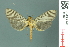  (Tyspanodes flavolimbalis - RMNH.INS.19403)  @13 [ ] Unspecified (default): All Rights Reserved  Unspecified Unspecified