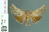  (Omphalomia - RMNH.INS.19408)  @14 [ ] Unspecified (default): All Rights Reserved  Unspecified Unspecified