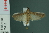  (Spatulipalpia pallicostalis - RMNH.INS.19451)  @13 [ ] Unspecified (default): All Rights Reserved  Unspecified Unspecified