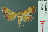  ( - RMNH.INS.19458)  @13 [ ] Unspecified (default): All Rights Reserved  Unspecified Unspecified