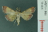  ( - RMNH.INS.19458)  @13 [ ] Unspecified (default): All Rights Reserved  Unspecified Unspecified