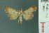  ( - RMNH.INS.19459)  @13 [ ] Unspecified (default): All Rights Reserved  Unspecified Unspecified