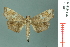  (Chrysothyridia triangulifera - RMNH.INS.19486)  @13 [ ] Unspecified (default): All Rights Reserved  Unspecified Unspecified