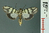  ( - RMNH.INS.19548)  @13 [ ] Unspecified (default): All Rights Reserved  Unspecified Unspecified