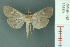  ( - RMNH.INS.19559)  @13 [ ] Unspecified (default): All Rights Reserved  Unspecified Unspecified