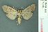  ( - RMNH.INS.19595)  @12 [ ] Unspecified (default): All Rights Reserved  Unspecified Unspecified